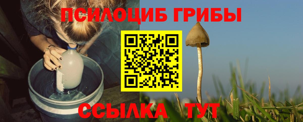 Галлюциногенные грибы Psilocybine cubensis Калач-на-Дону